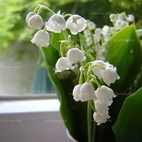 會開白色花的植物